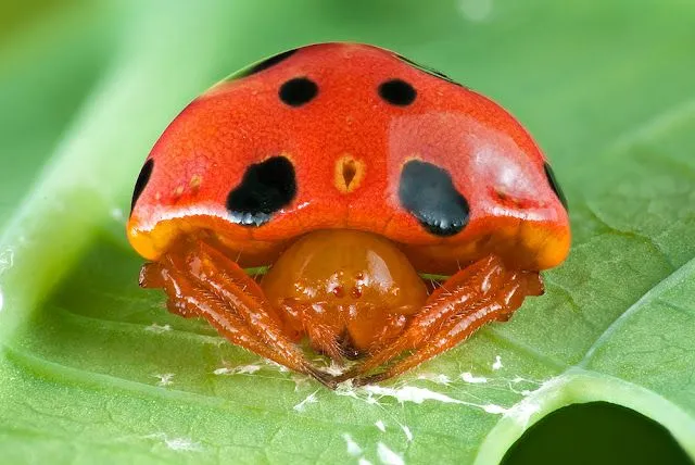 La araña que quiere ser mariquita - Taringa!