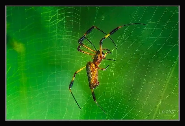 Araña y telaraña y fondo verde | Flickr - Photo Sharing!