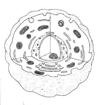 Araucaria2000.cl - Portal educacional