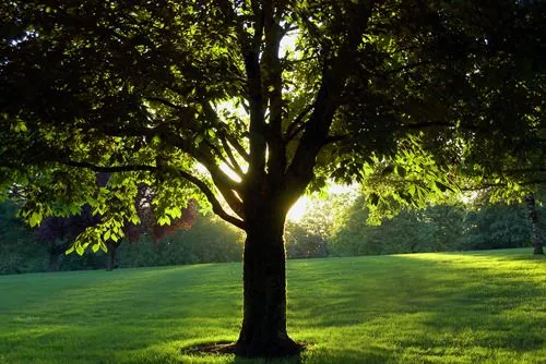 Por qué un Día del árbol? |