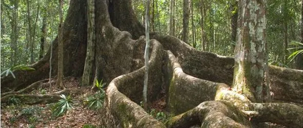 árbol : Accion Verde – El Portal Ambiental de la Republica Dominicana