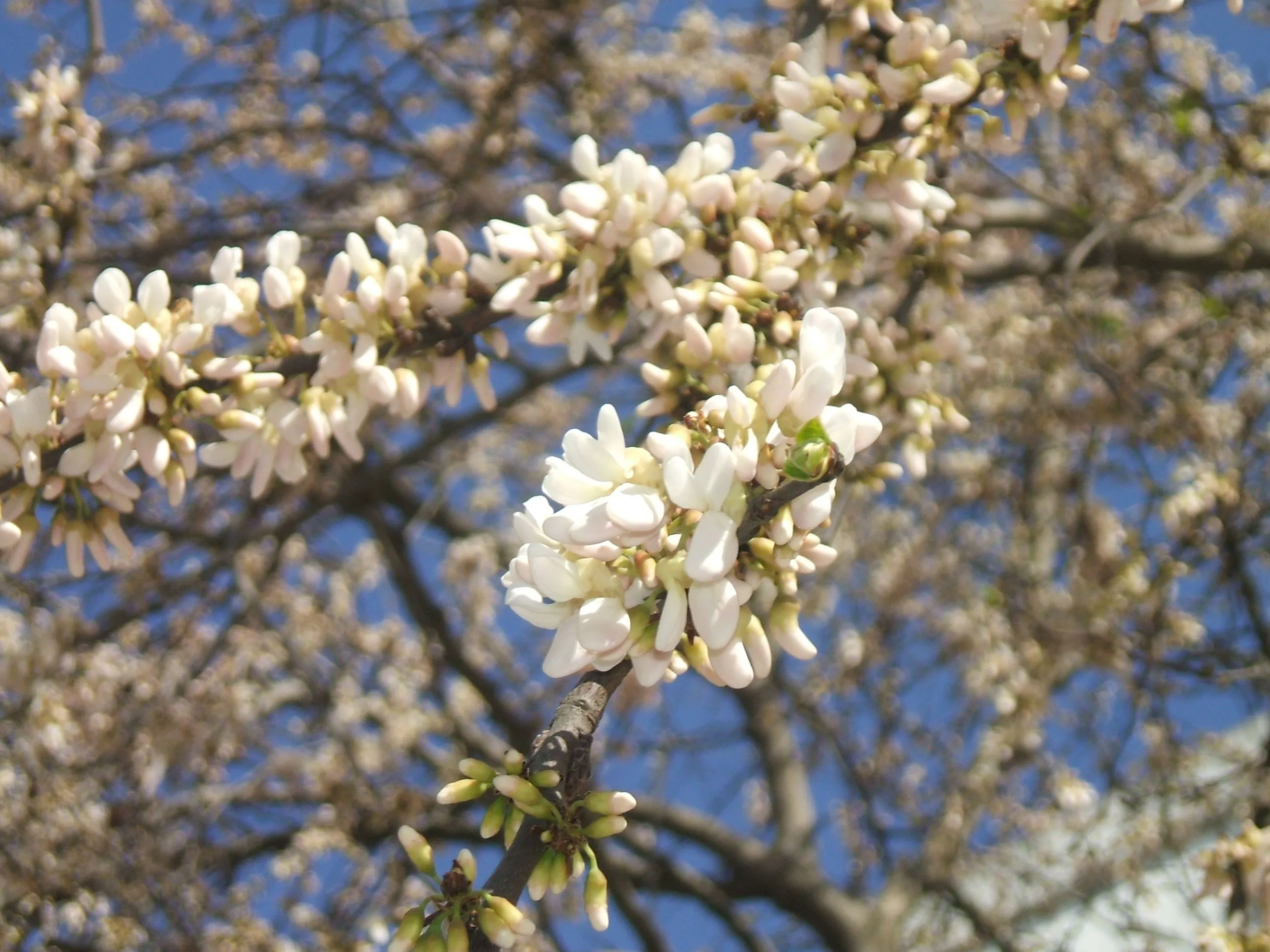 El árbol del amor de flores blancas | Asociación Amigos de los ...