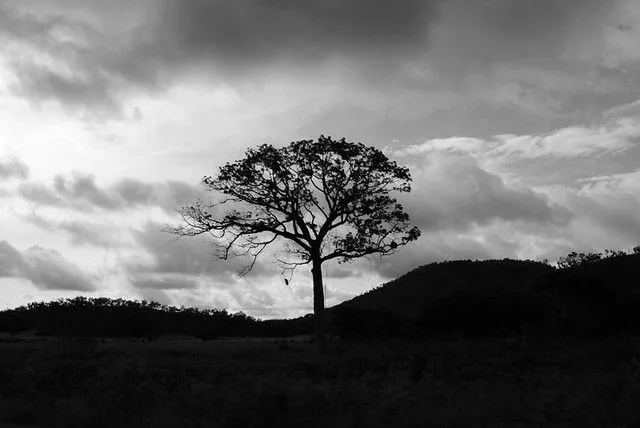 Arbol blanco y negro | Flickr - Photo Sharing!