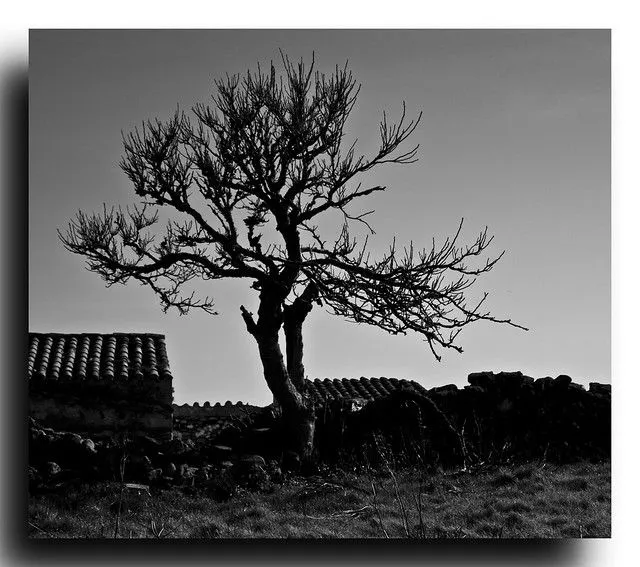 Arbol blanco y negro - Imagui