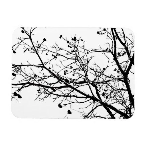 Árbol blanco y negro del invierno iman de vinilo | Zazzle