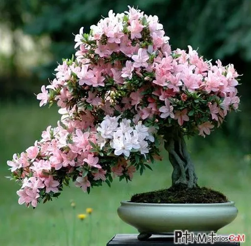 arbol-bonsai-rosado.jpg