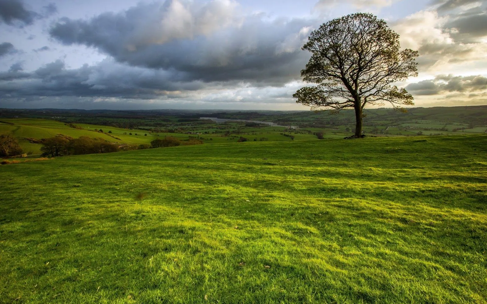 Un Árbol en Medio del Campo - Fotos de la Naturaleza | Fotos e ...