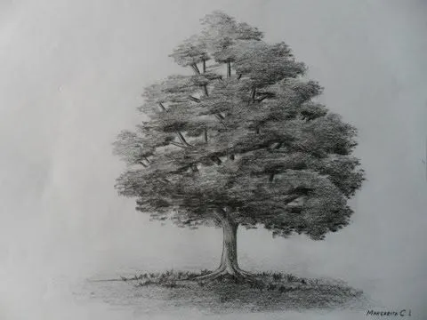 Árbol al carboncillo, cómo dibujar árboles HD