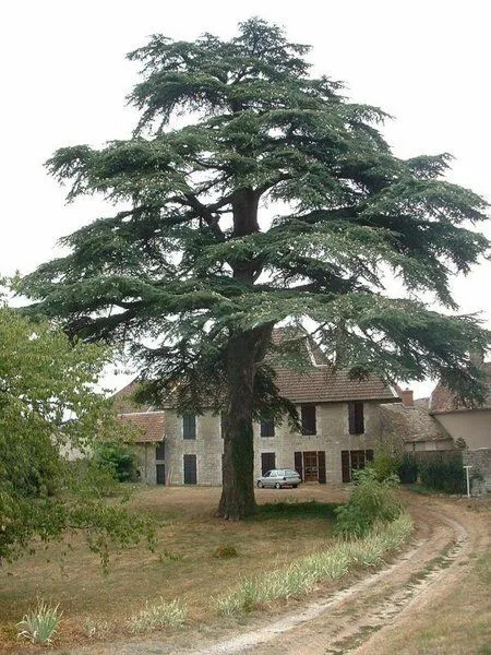 Arbol el cedro - Imagui