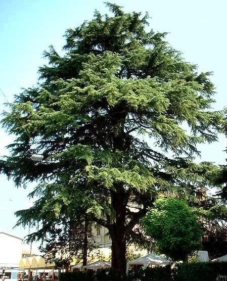 Arbol de cedro - Imagui