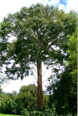 Arbol de cedro - Imagui