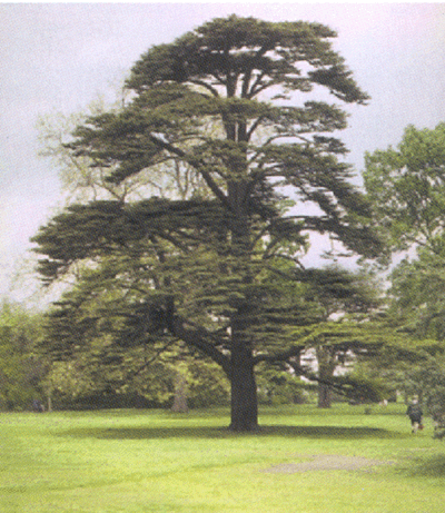 Arbol cedro - Imagui