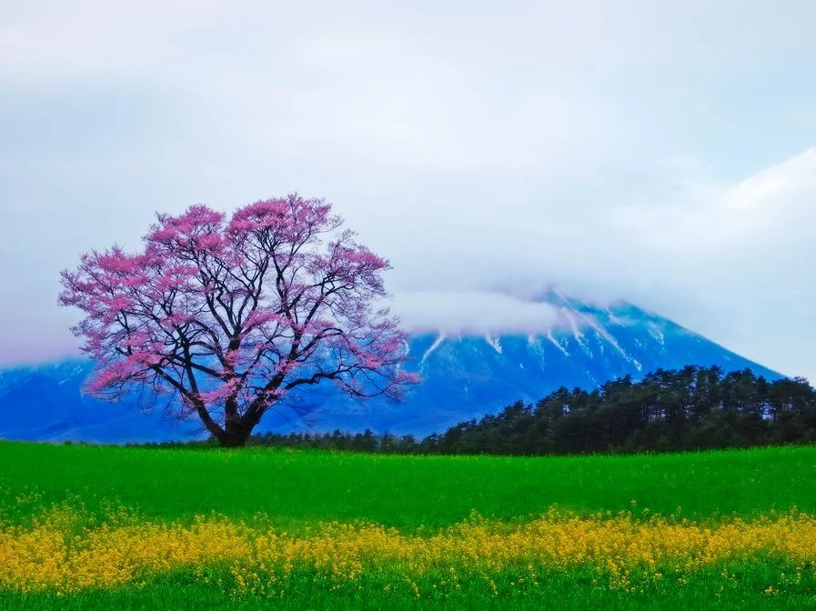 Arbol de cerezas junto a las cordilleras de marfil y nácar | Banco ...