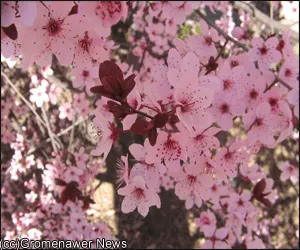 arbol del cerezo, lo amo! siempre esta en algunos paisajes de ...