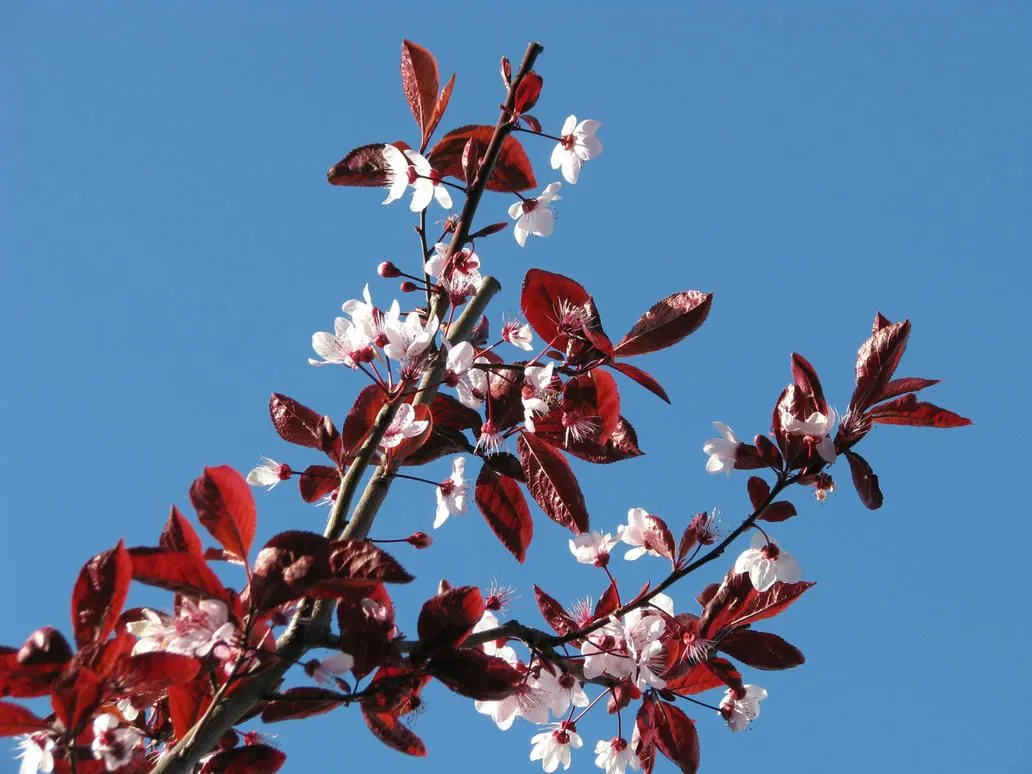 arbol de cerezo by ~akassia on deviantART