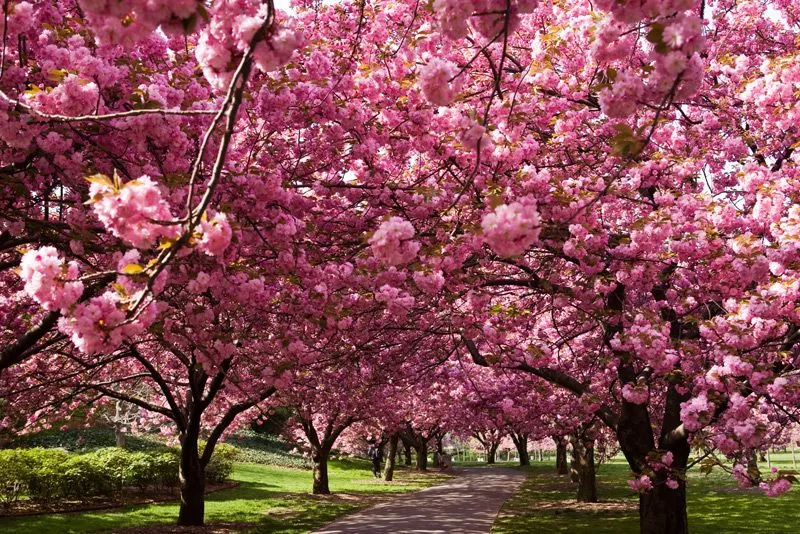 Arbol cerezo rosa dibujo - Imagui