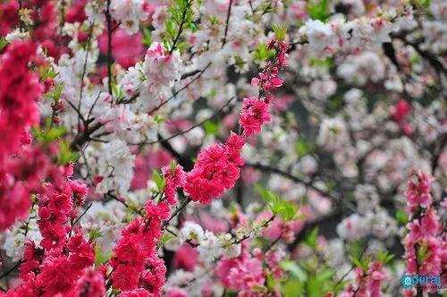 Árbol de Cerezo ( Sakura)