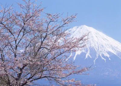 Arbol de cerezo japones dibujo - Imagui