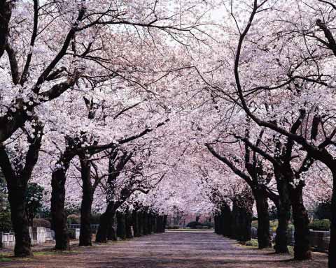 Arbol de cerezo japones wallpaper - Imagui