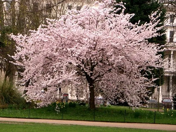 Árbol de cerezo; símbolo de la primavera | ArTe-rial Cultural