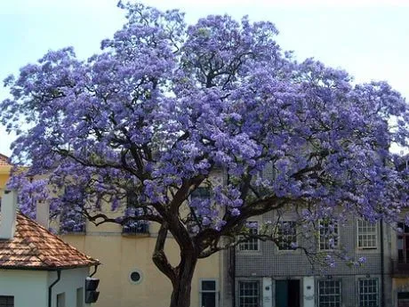 Un árbol chino podría salvar al mundo del cambio climático ...