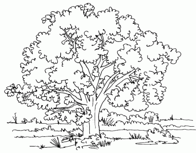  de Árbol. Dibujo para colorear de Árbol. Dibujos infantiles de ...