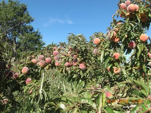 arbol de durazno | Flickr - Photo Sharing!