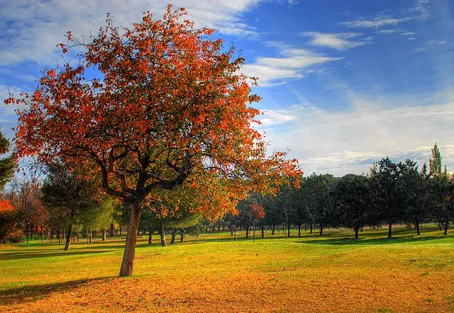 El árbol del emprendedor | mprende.es | emprendiendo contigo