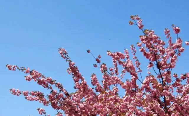 Arbol flor rosa - Imagui