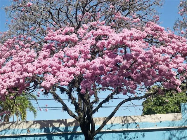 Arbol flor rosa - Imagui