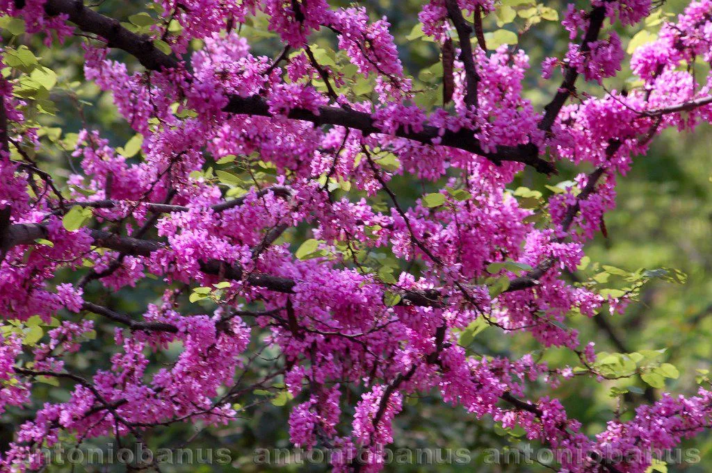 Arbol flor rosa - Imagui