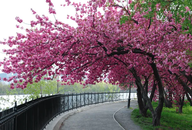 Paisajes de arboles rosas - Imagui