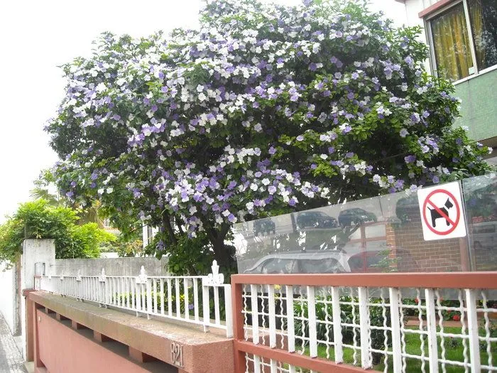 árbol con flores azul morado y blancas - Foro de InfoJardín