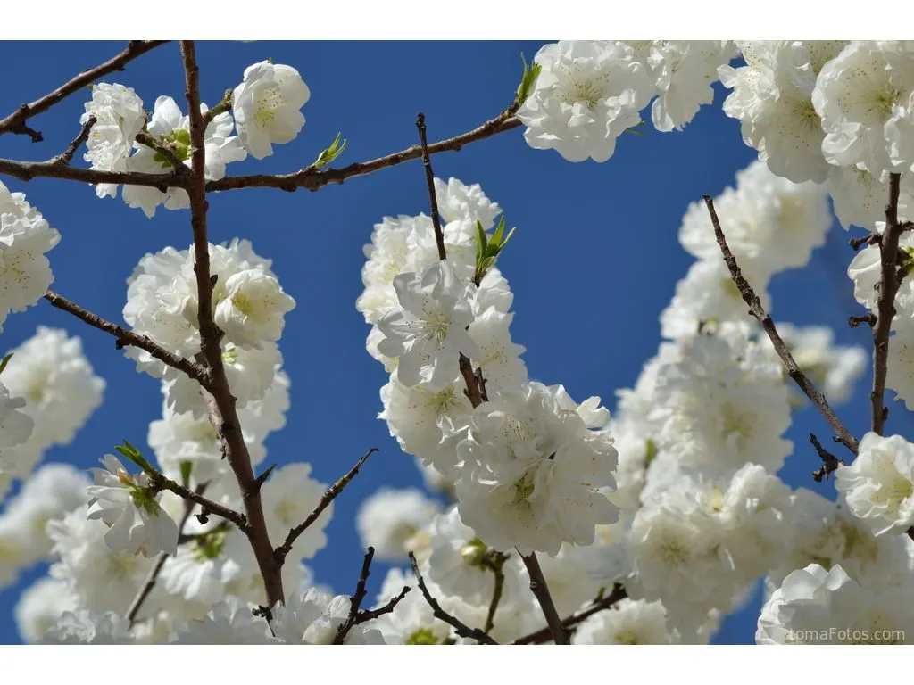 Árbol de flores blancas