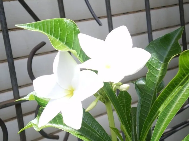 tengo un arbol de flores blancas y no sé qué es me ayudan?? - Foro ...