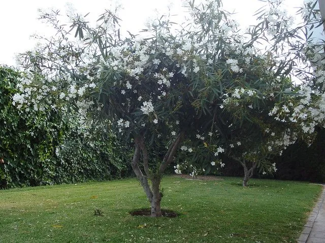 Árbol de flores blancas | Flickr - Photo Sharing!