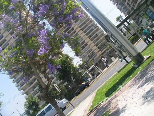 arbol de flores moradas * | Flickr - Photo Sharing!