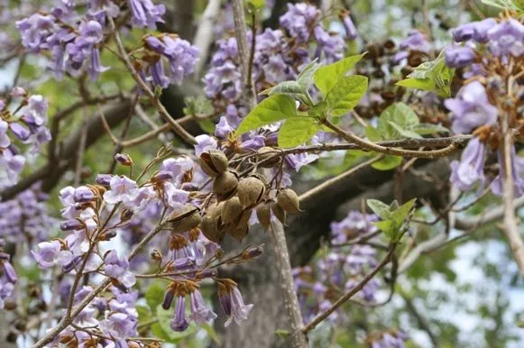 Arbol de flores moradas - Foro de InfoJardín