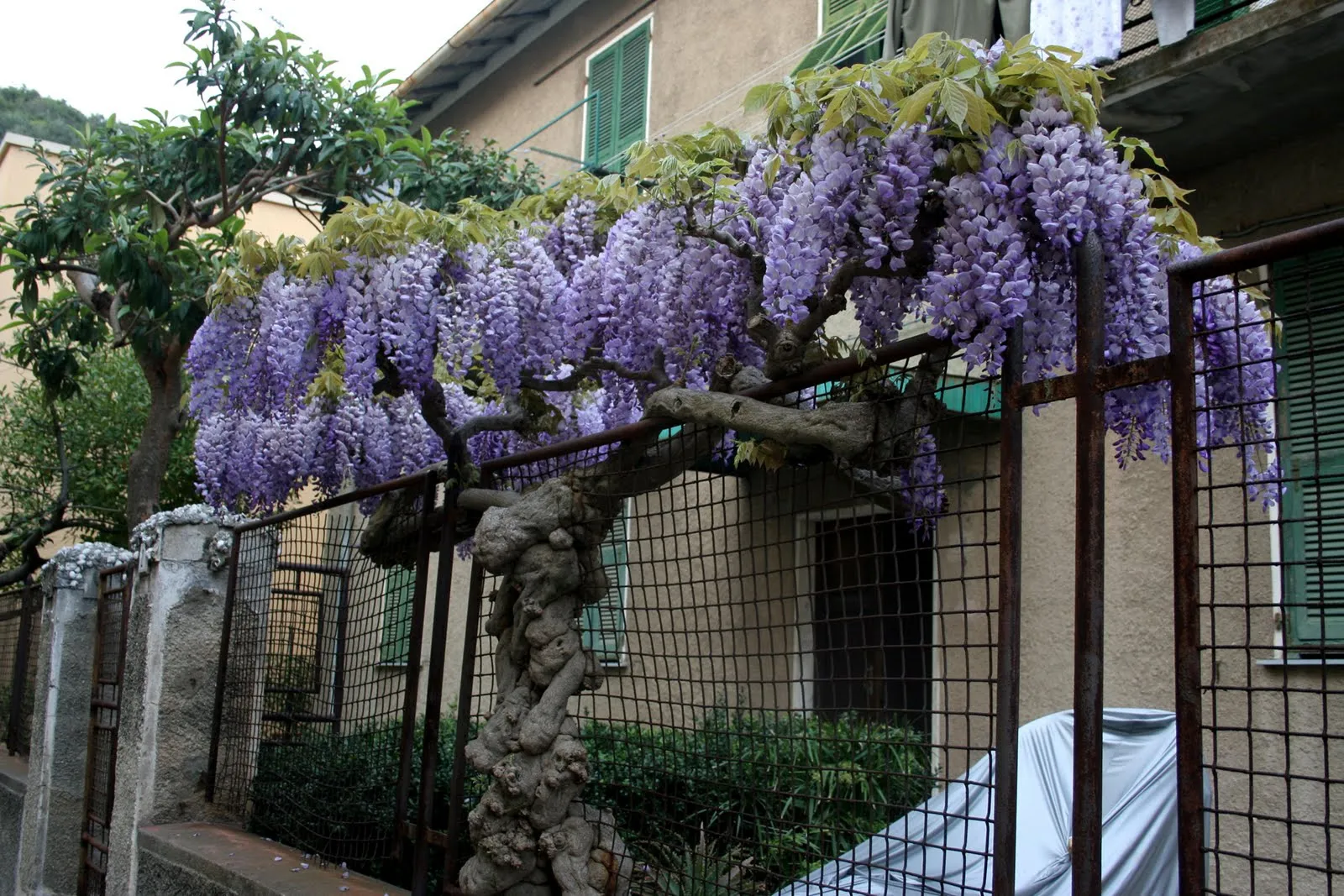 Arbol flores moradas - Imagui