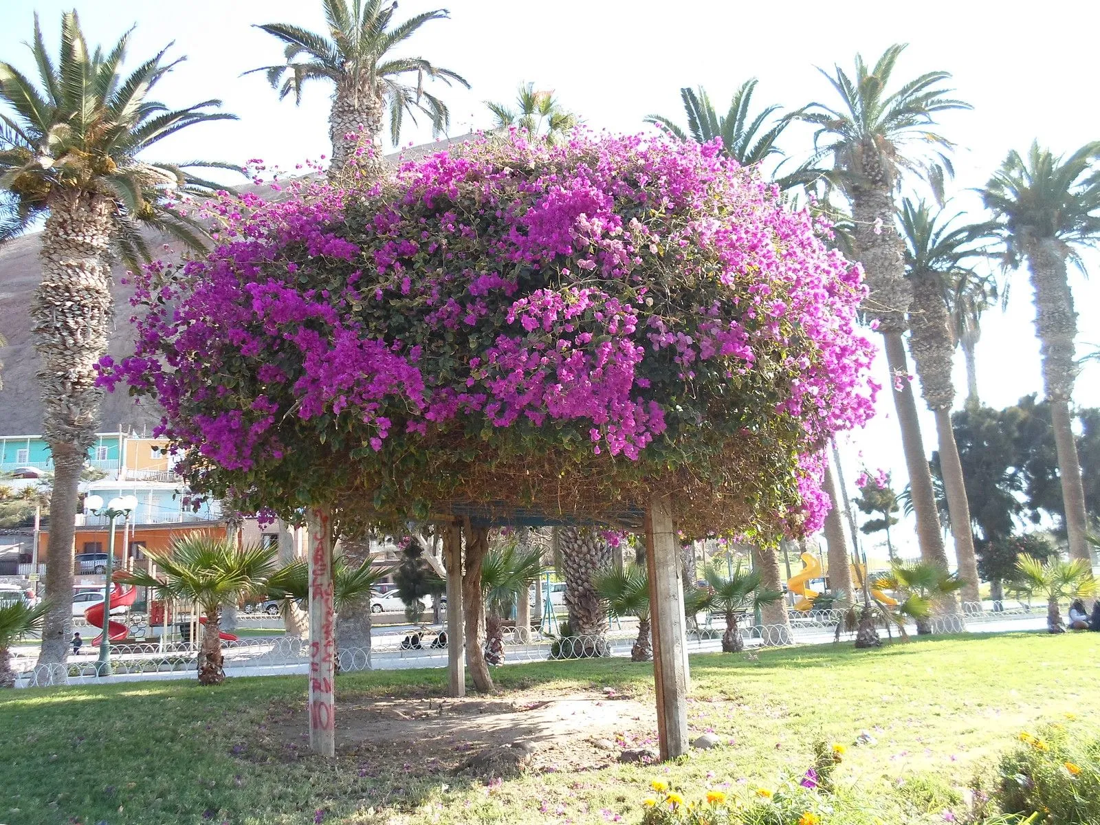 Arboles de flores moradas - Imagui