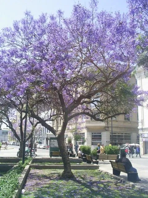 Árbol de flores moradas XD | Flickr - Photo Sharing!