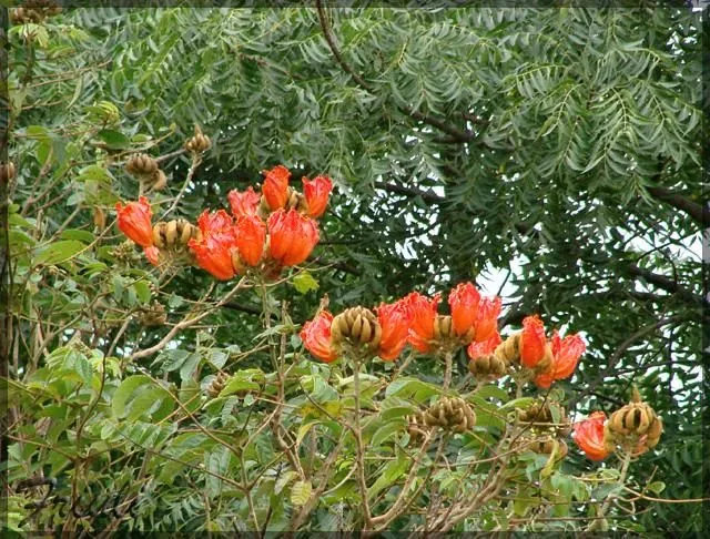 árbol de flores rojas, silvestre, ident. - Foro de InfoJardín