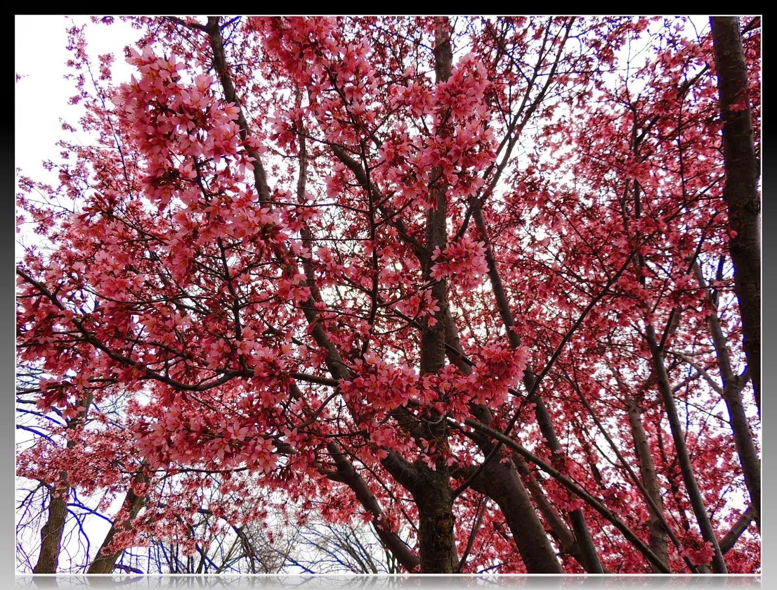 Arbol con flores rosadas - Imagui