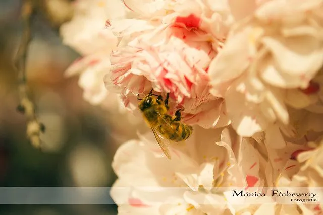 el árbol de las flores rosas y blancas | Flickr - Photo Sharing!