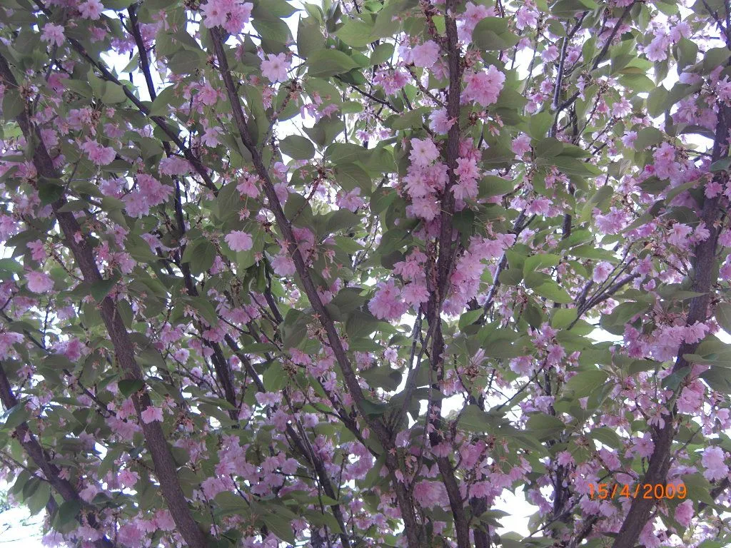 Árbol de flores rosas | Cuidar de tus plantas es facilisimo.