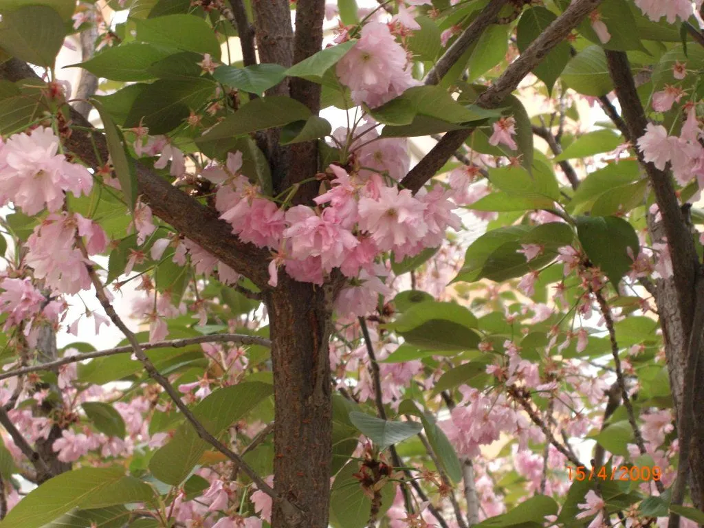 Árbol de flores rosas | Cuidar de tus plantas es facilisimo.