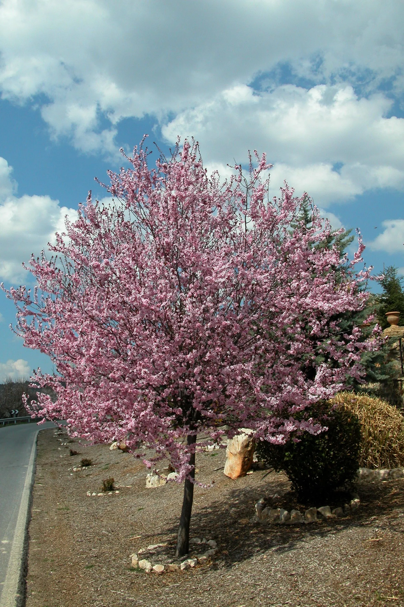 ÁRBOL CON FLORES ROSAS | Flickr - Photo Sharing!