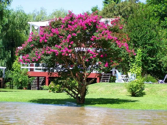 Arbol de flores rosas | Pink flowered tree | Flickr - Photo Sharing!