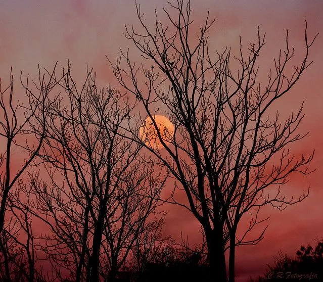 En mi árbol de hojas desoladas acumula el crepúsculo sus últimos ...