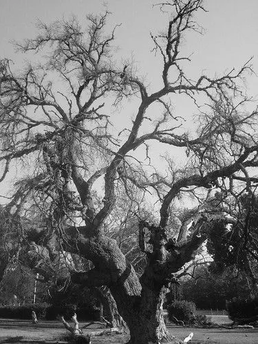 ARBOL SIN HOJAS - a photo on Flickriver